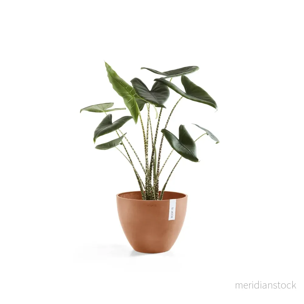 Kruka Antwerpen 30cm terrakotta Kruka Antwerpen 30cm terrakotta
