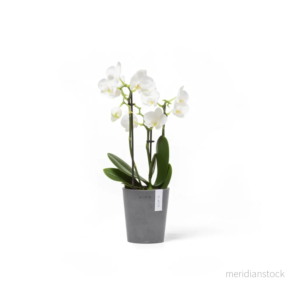 Kruka Morinda 11cm grå Kruka Morinda 11cm grå
