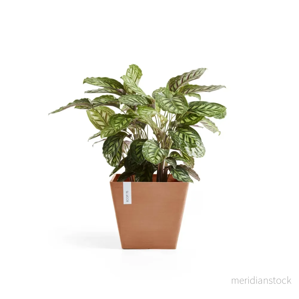 Kruka Rotterdam 50cm terrakotta