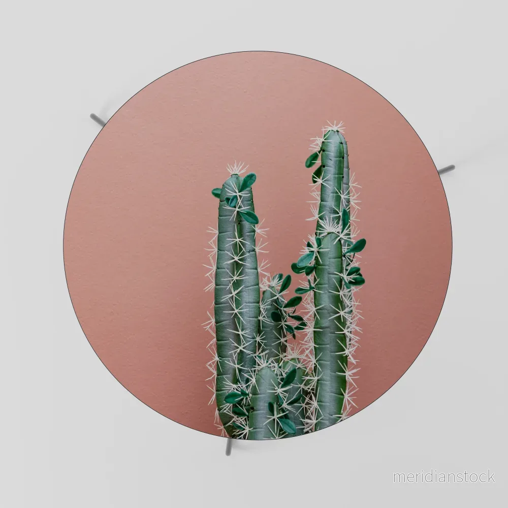 LORD CACTUS Soffbord - Bild 2