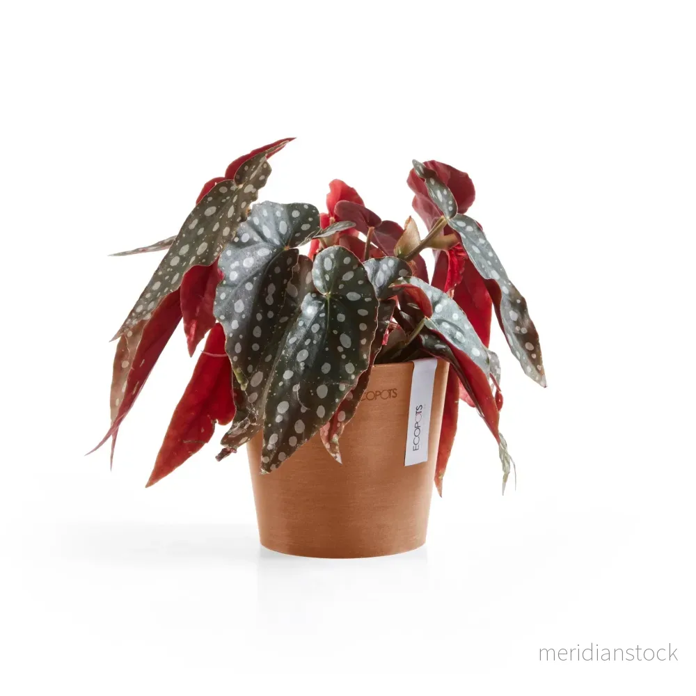 Kruka Amsterdam 13cm terrakotta Kruka Amsterdam 13cm terrakotta