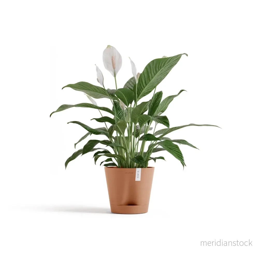 Kruka Venedig 2.0 20cm terrakotta