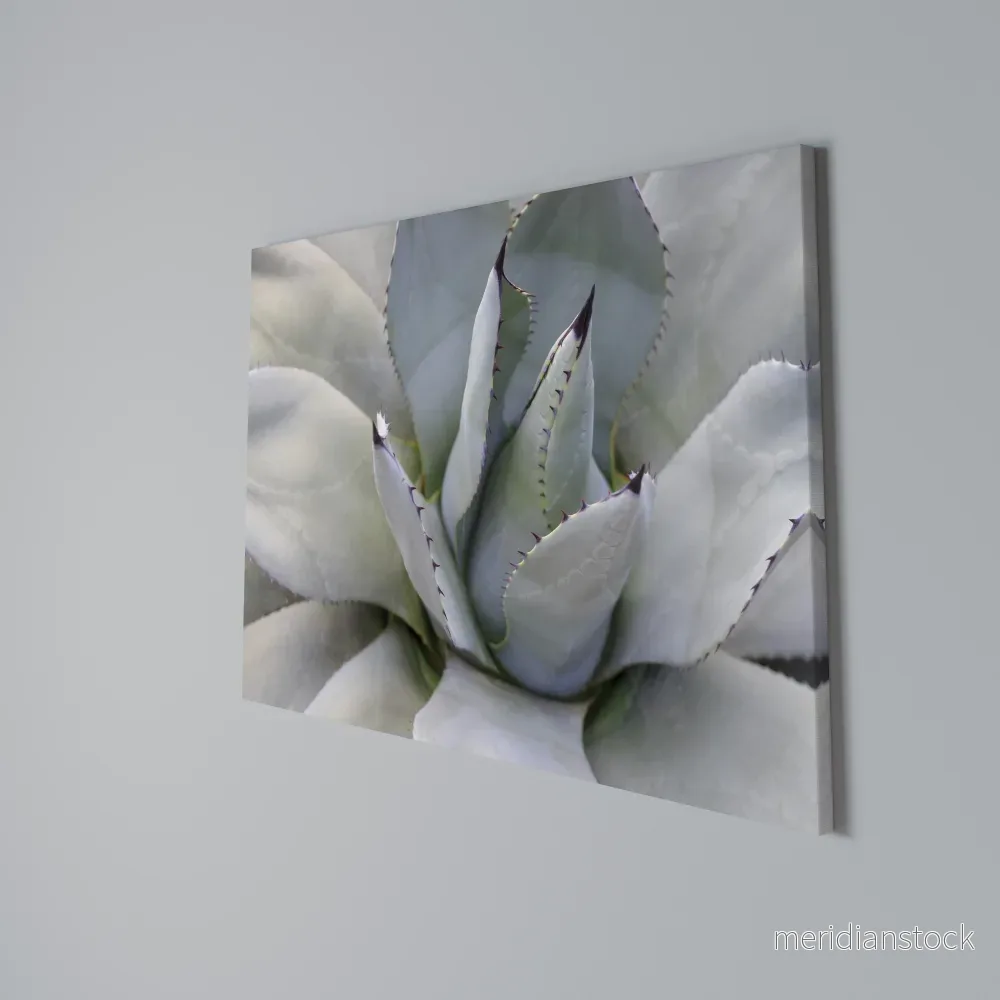 AGAVE ELEGANCE Horizontal Canvas Print - Bild 3
