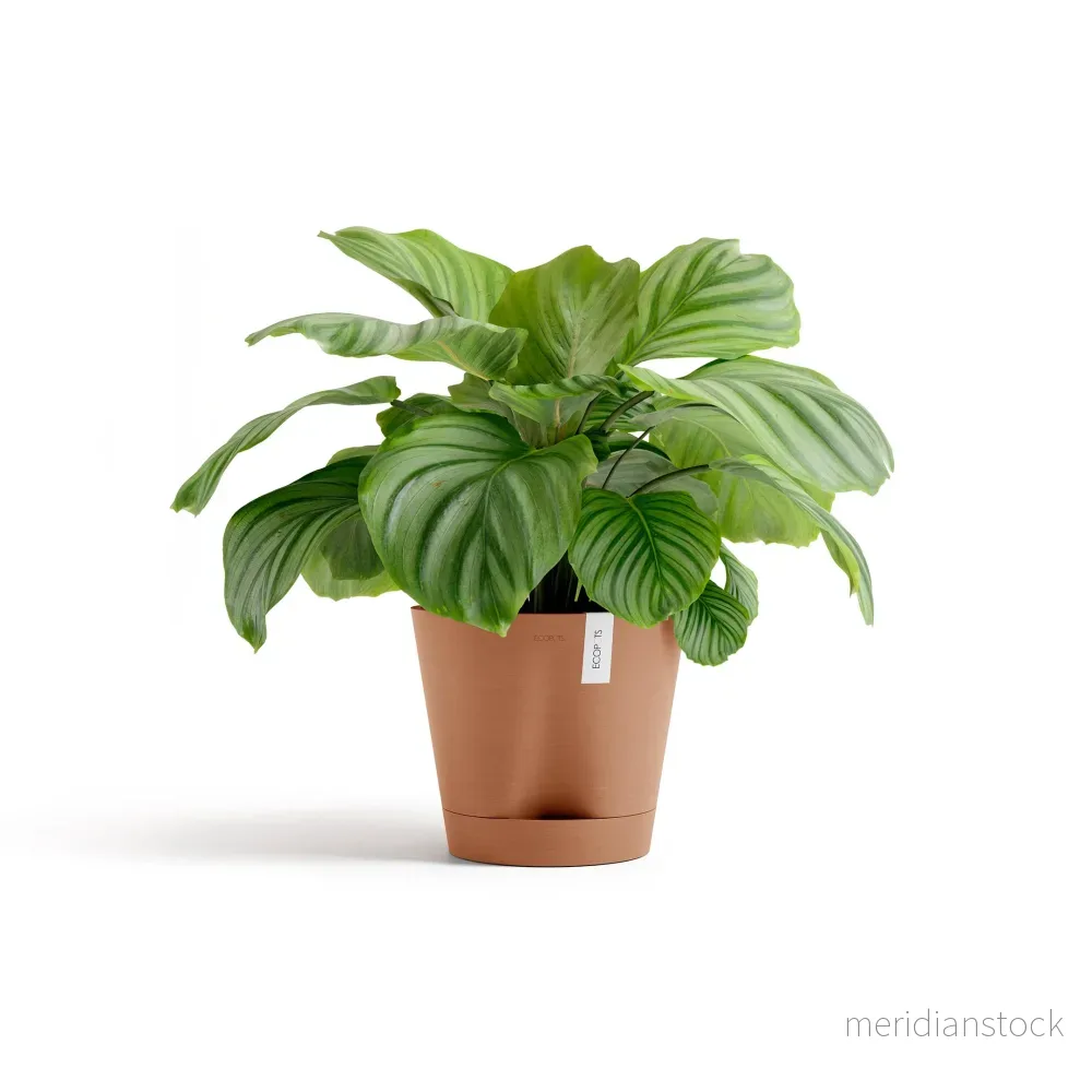 Kruka Venedig 2.0 30cm terrakotta