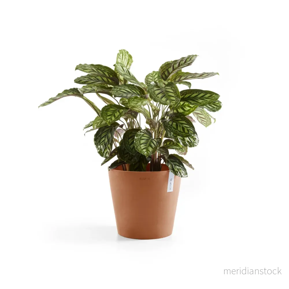 Kruka Amsterdam 30cm terrakotta Kruka Amsterdam 30cm terrakotta