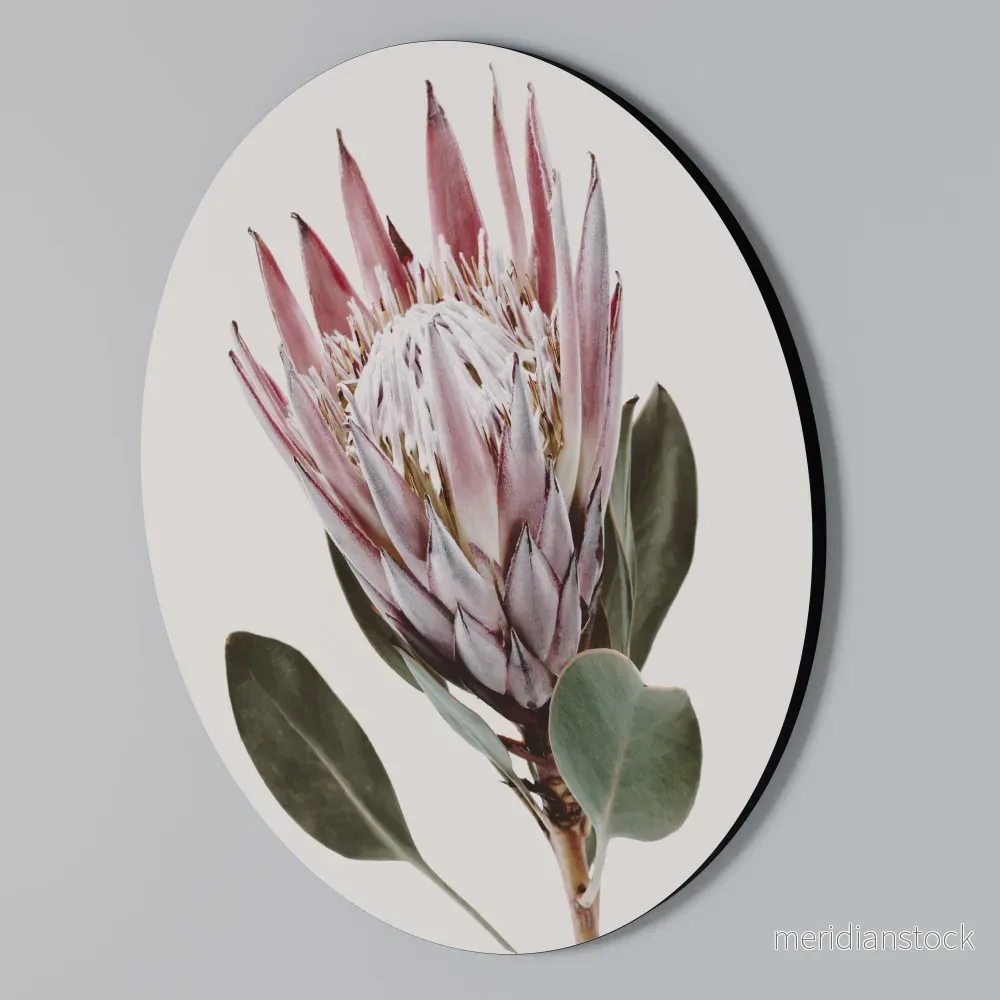 PROTEA FLOWER Rund väggdekor - Bild 2