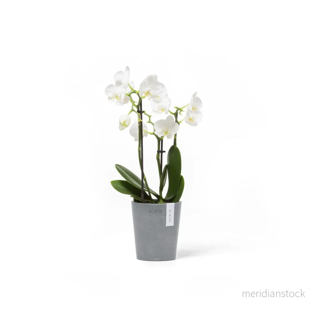 Kruka Morinda 11cm blågrå Kruka Morinda 11cm blågrå