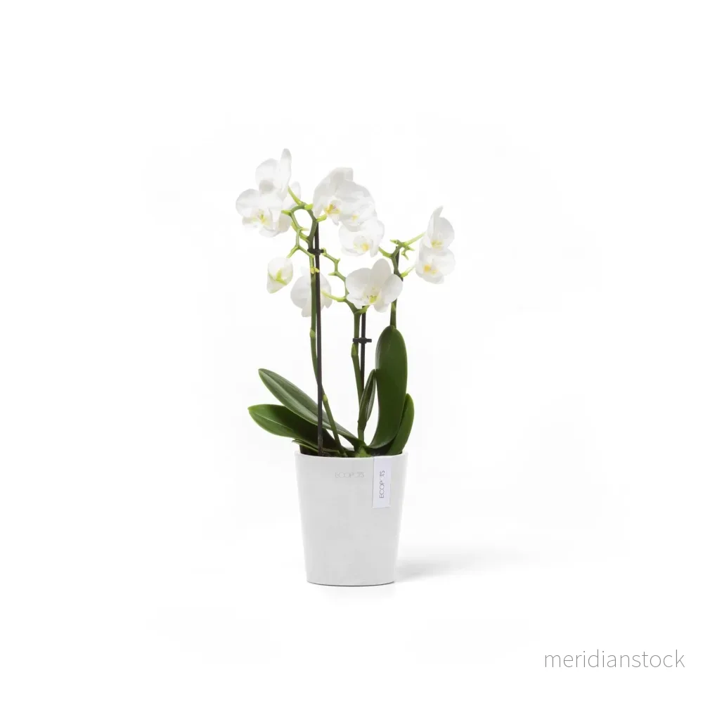 Kruka Morinda 11cm vit Kruka Morinda 11cm vit